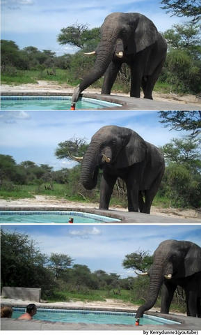 elephant-pool3 - 코끼리 수영장.jpg